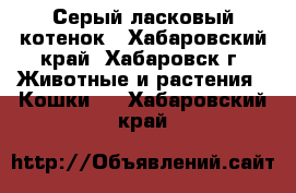 Серый ласковый котенок - Хабаровский край, Хабаровск г. Животные и растения » Кошки   . Хабаровский край